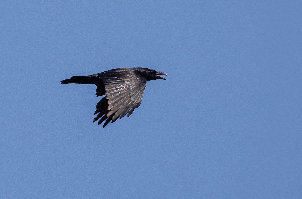 Common Raven - Suzanne Labbé