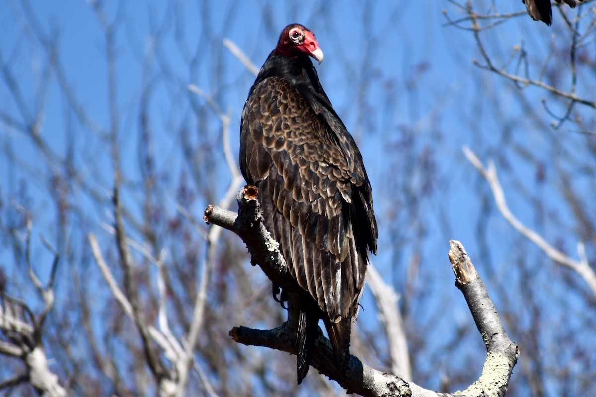 Turkey Vulture - Steven Weiss