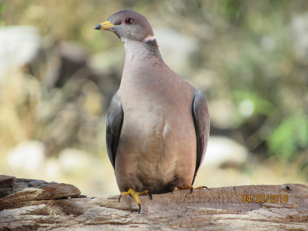 Band-tailed Pigeon - Richard H