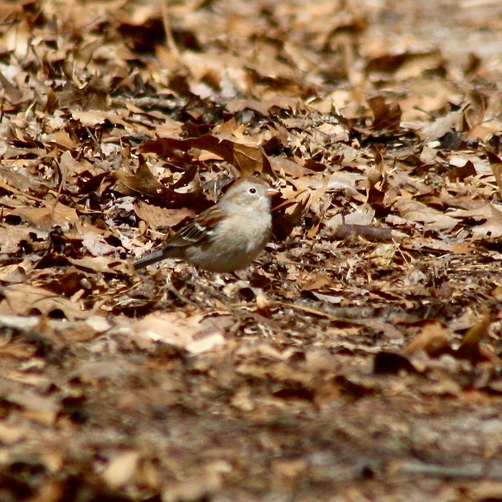 Field Sparrow - Nancy Villone