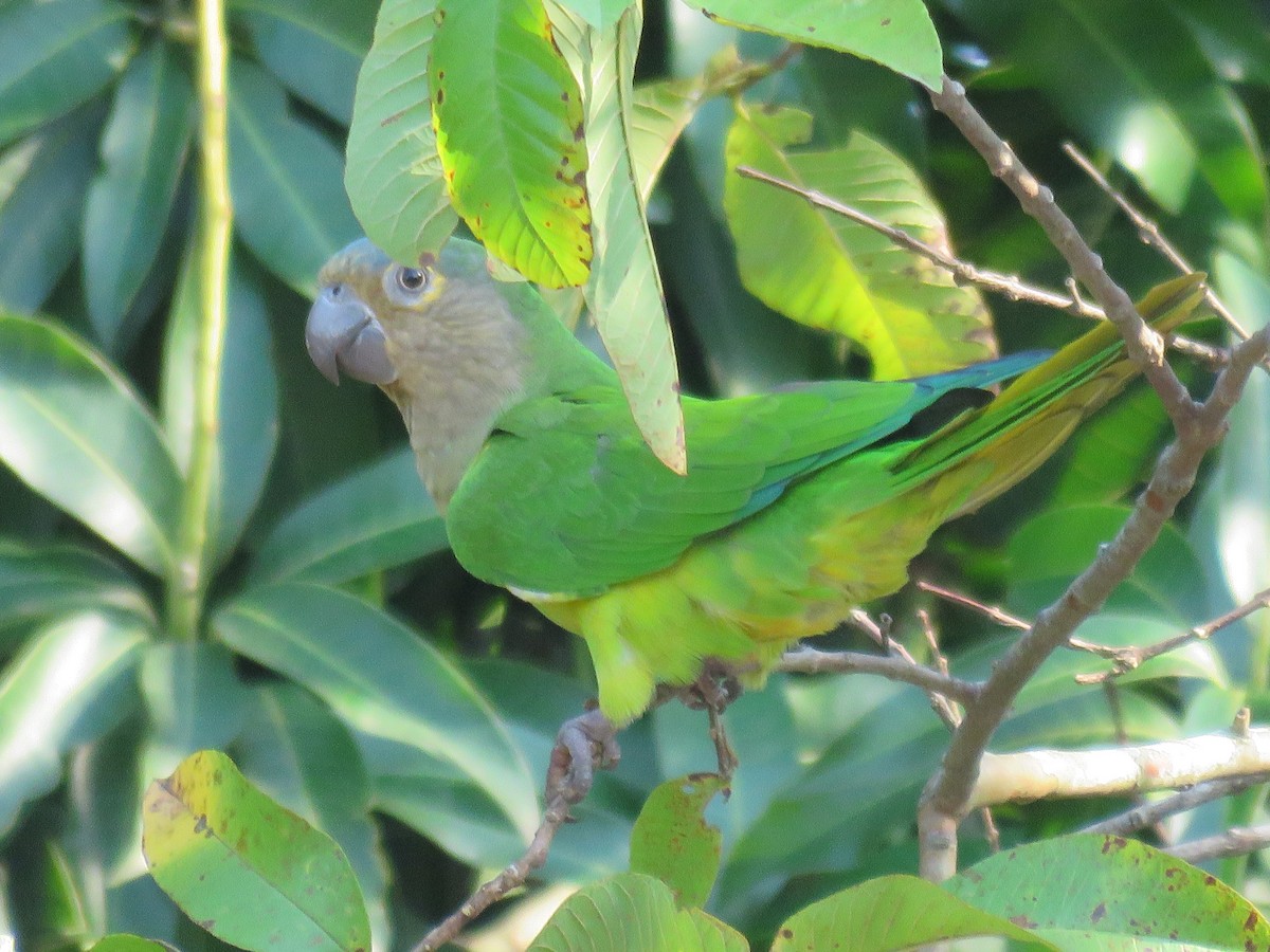 Brown-throated Parakeet - Alexander  Torres