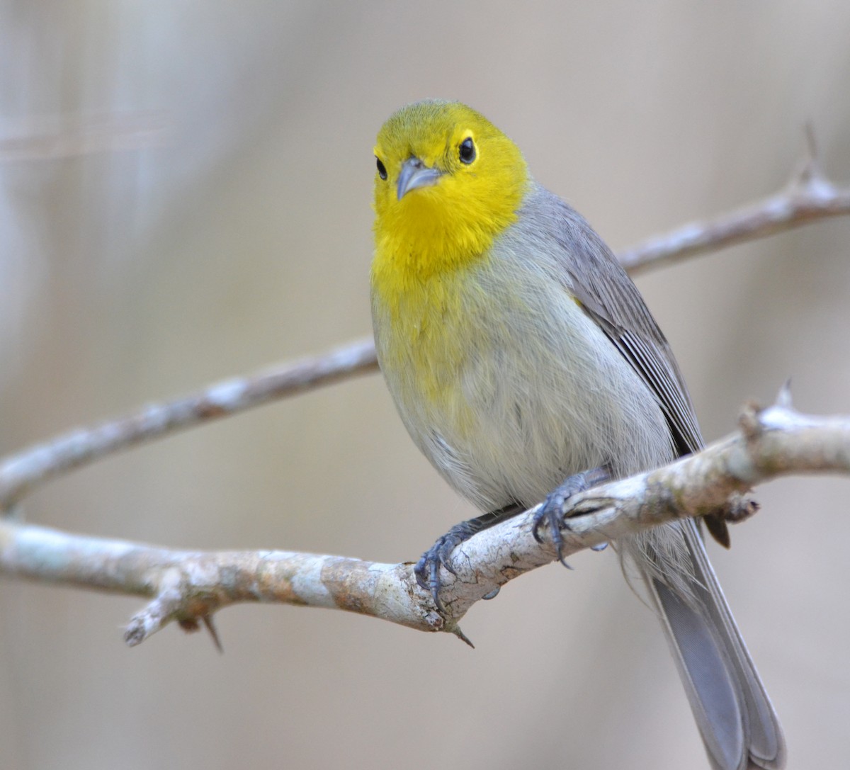 Yellow-headed x Oriente Warbler (hybrid) - ML96126851