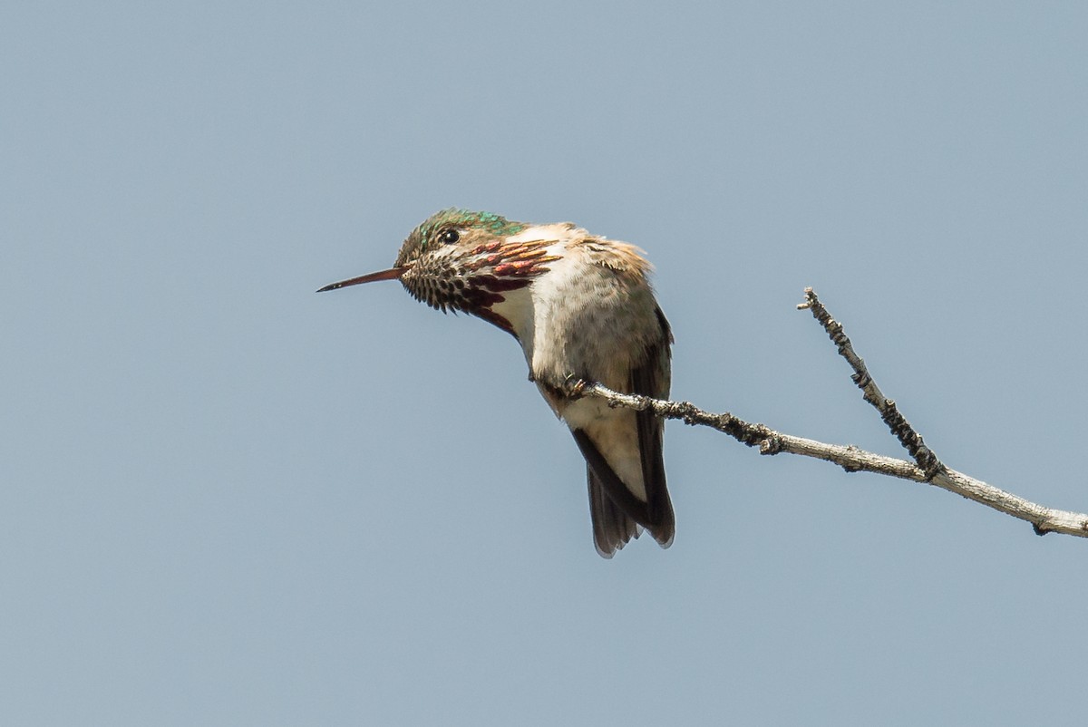 Calliope Hummingbird - Jeff Bleam