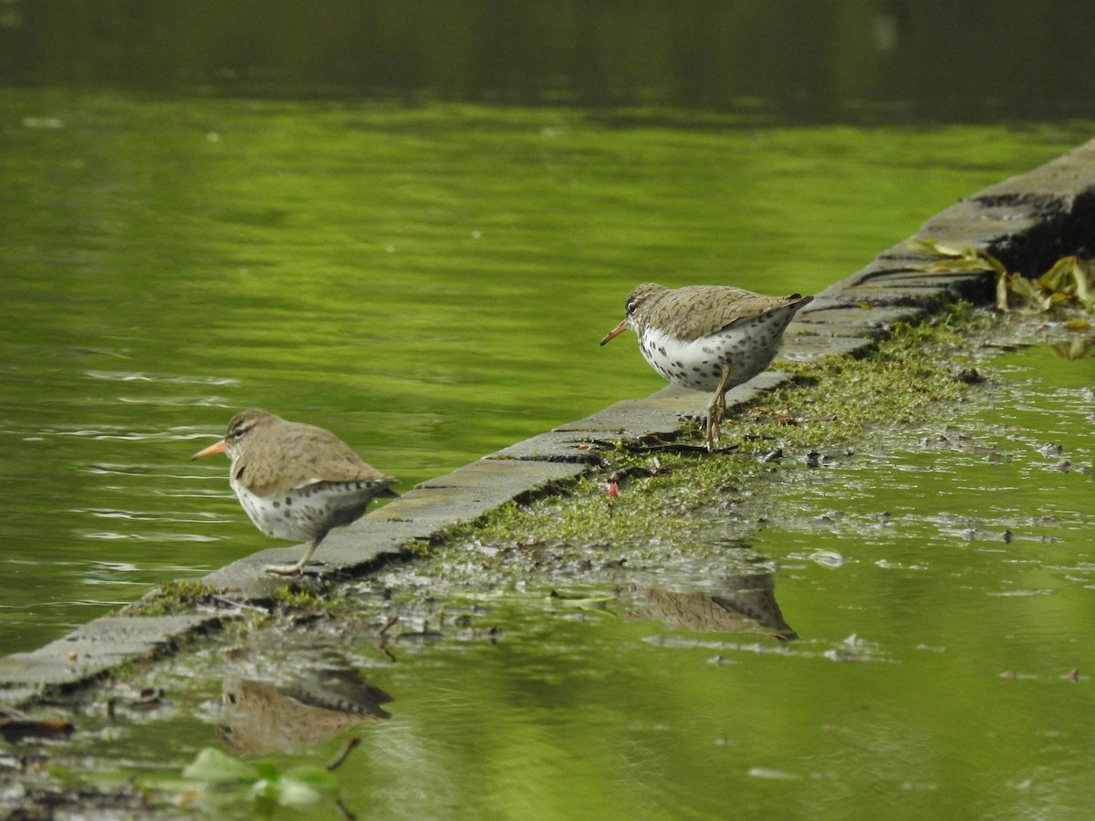 Spotted Sandpiper - Shawn Taylor