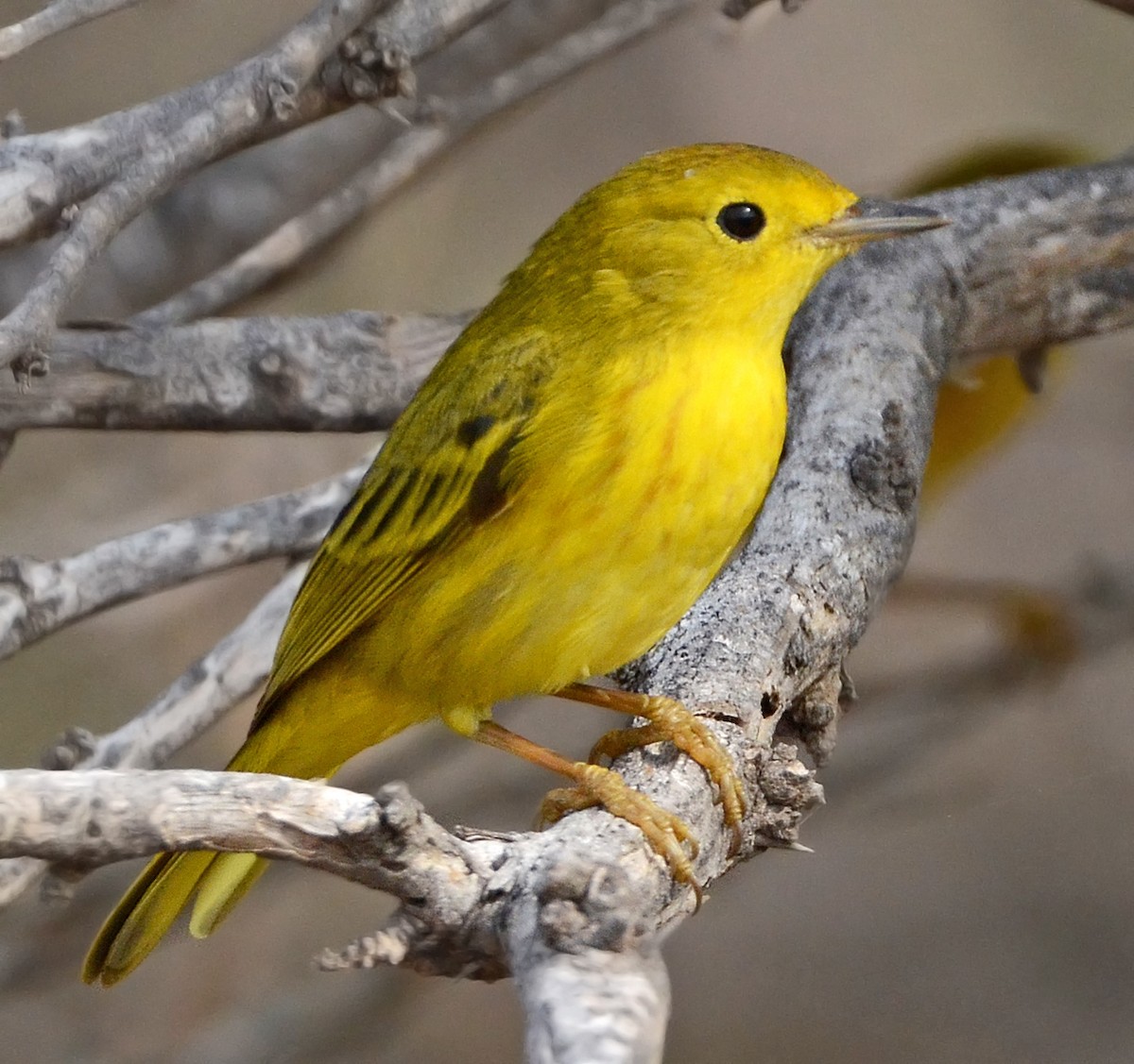 Yellow Warbler (Golden) - ML96129631