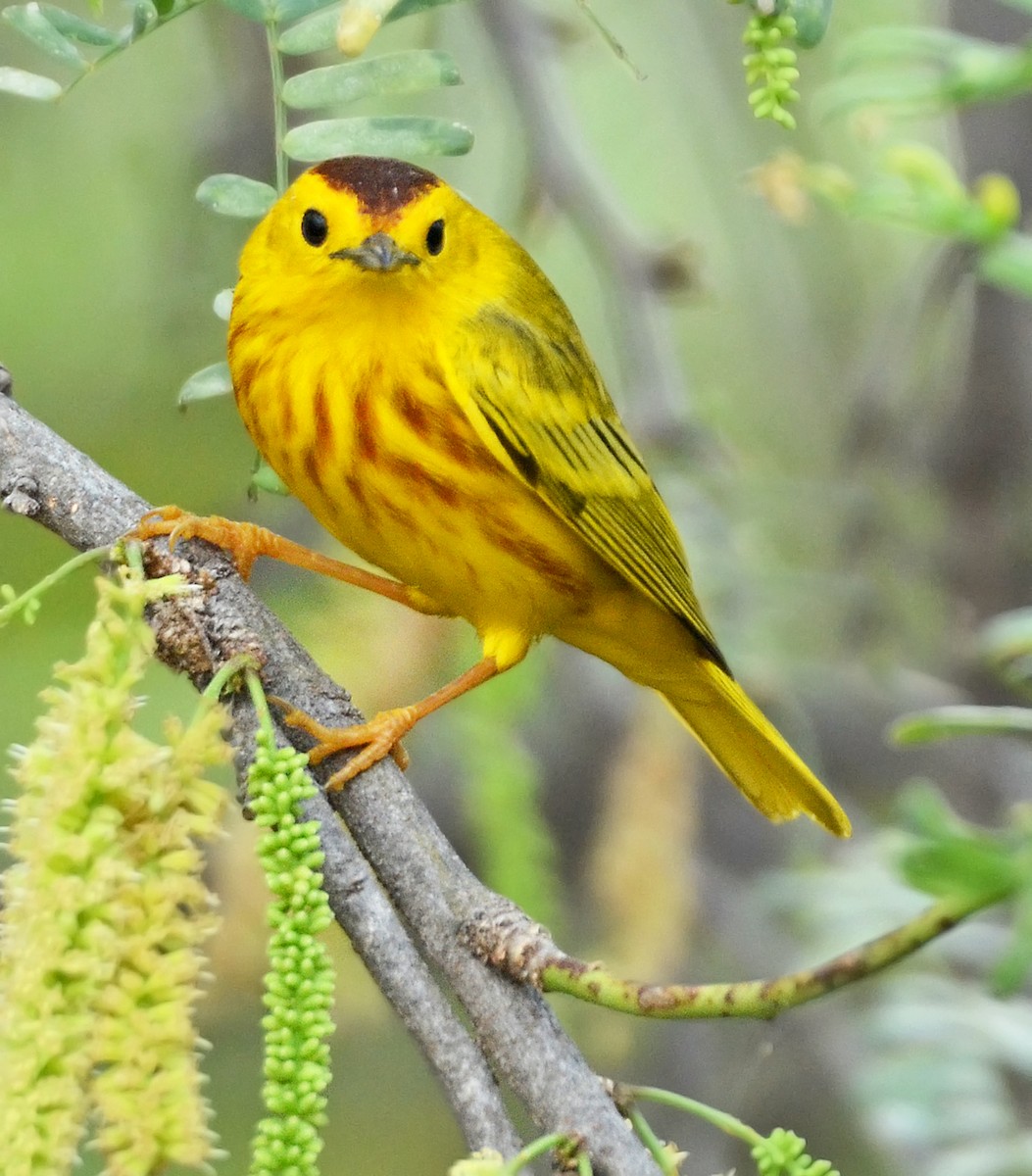 Yellow Warbler (Golden) - ML96130001