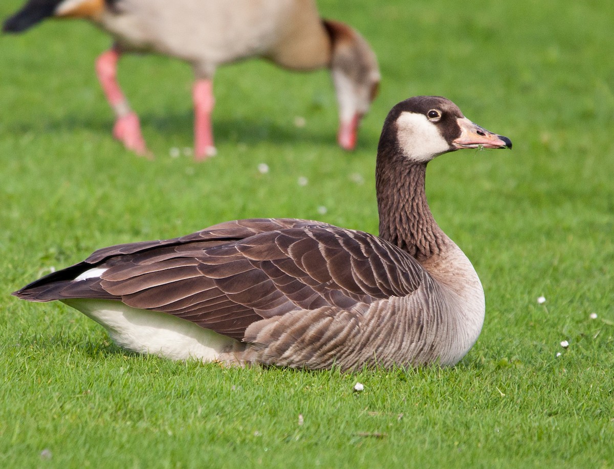 Graylag x Canada Goose (hybrid) - ML96132571