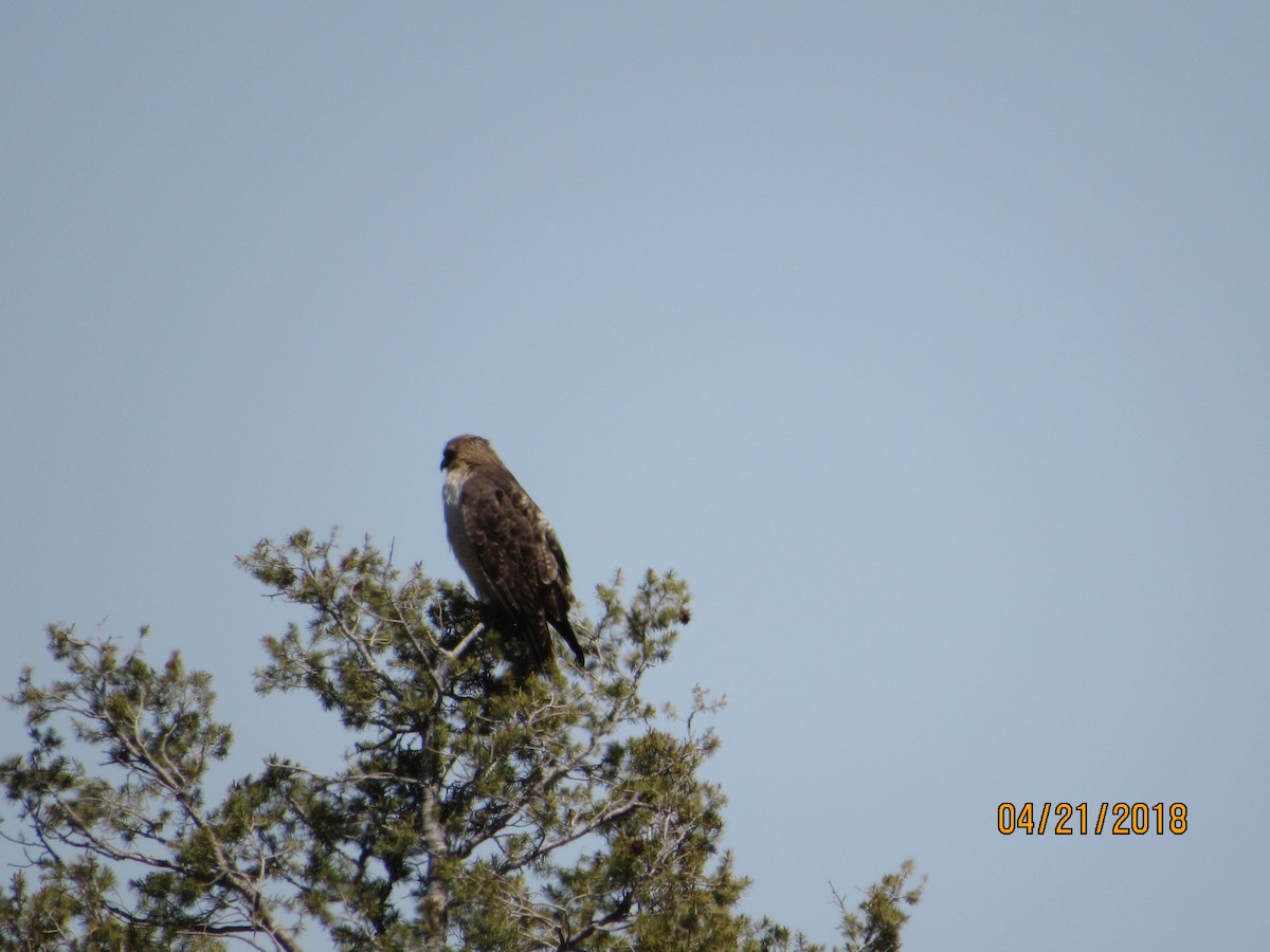 Red-tailed Hawk - ML96133411