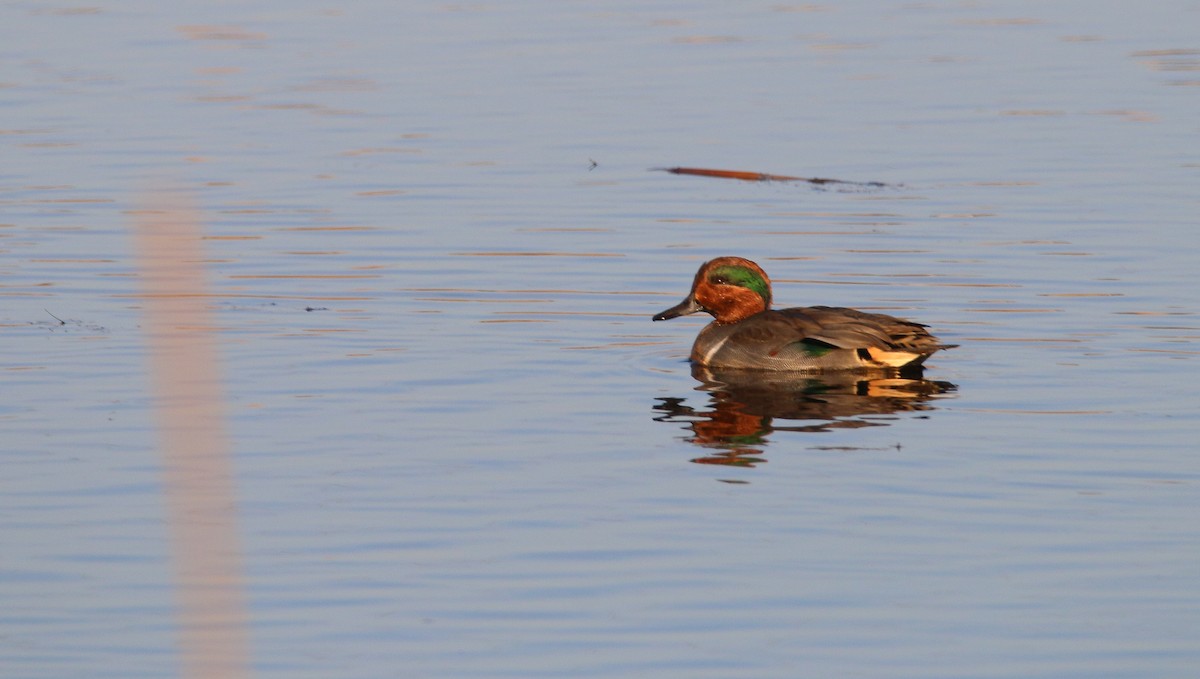 Green-winged Teal - ML96133651