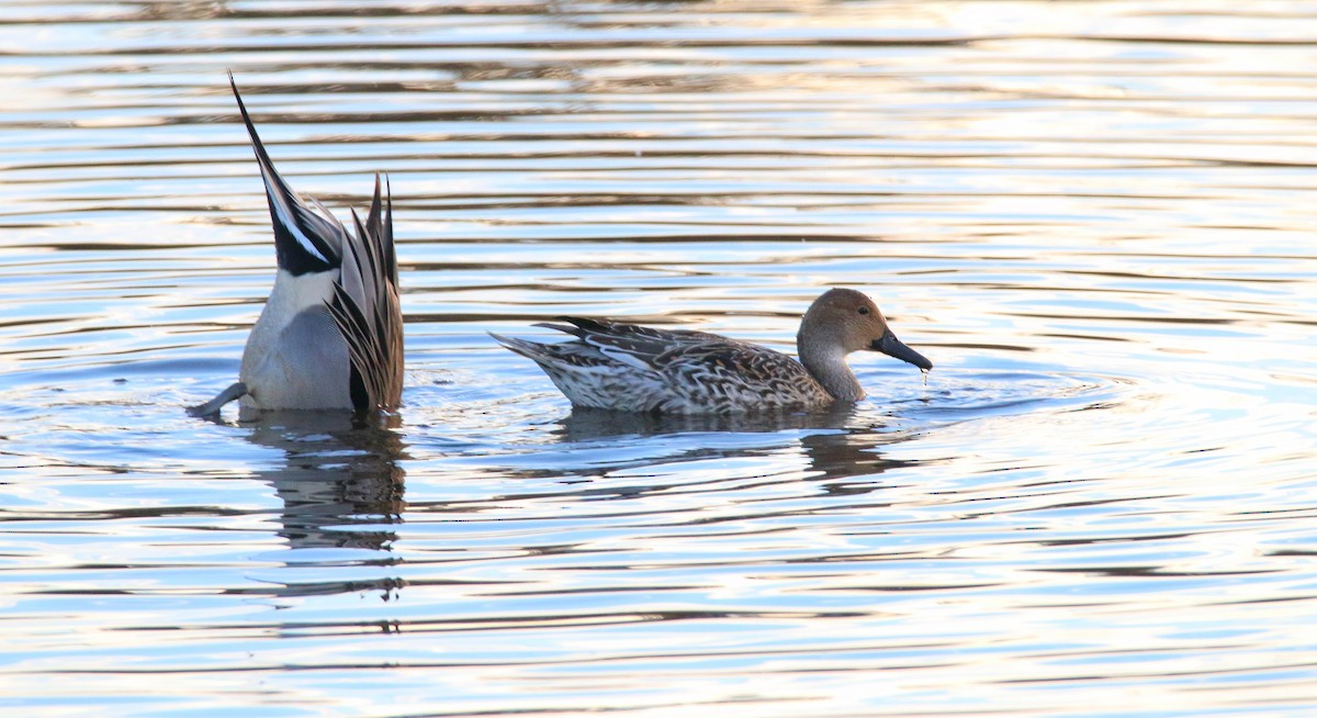 Northern Pintail - Devin Griffiths