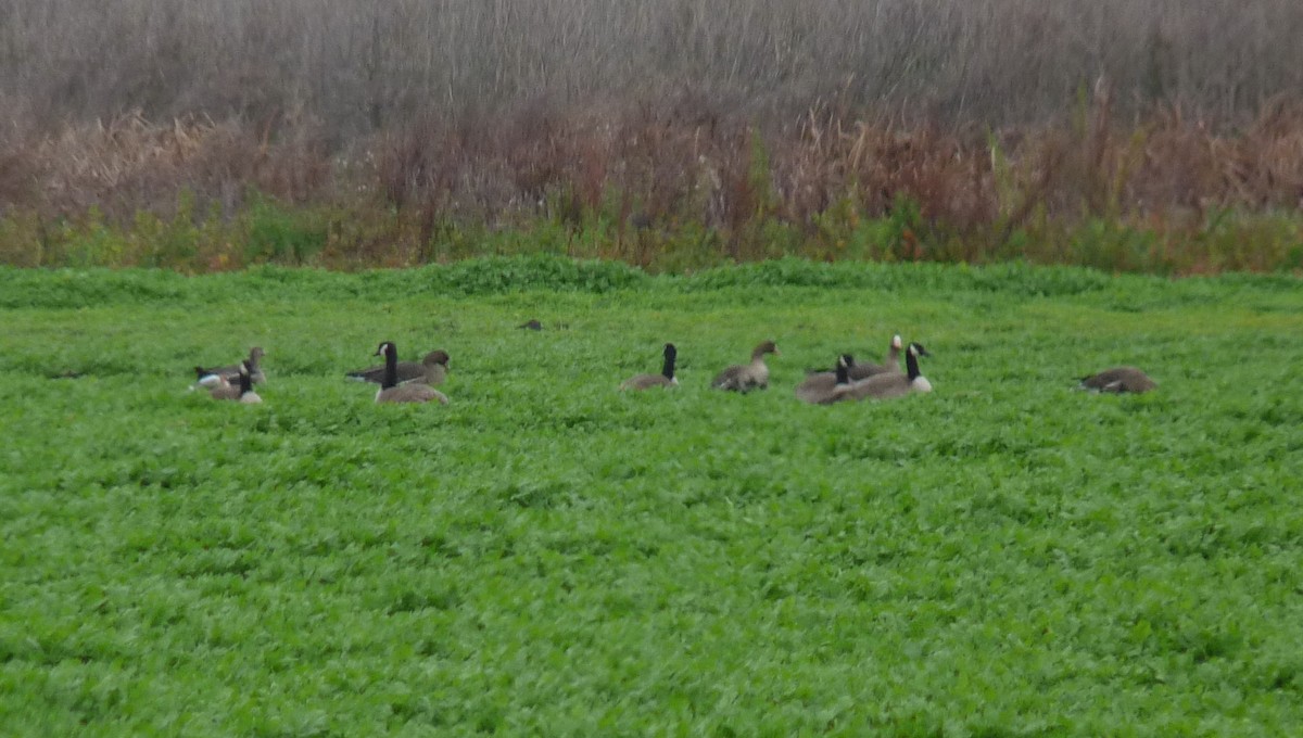 Greater White-fronted Goose - ML96135551