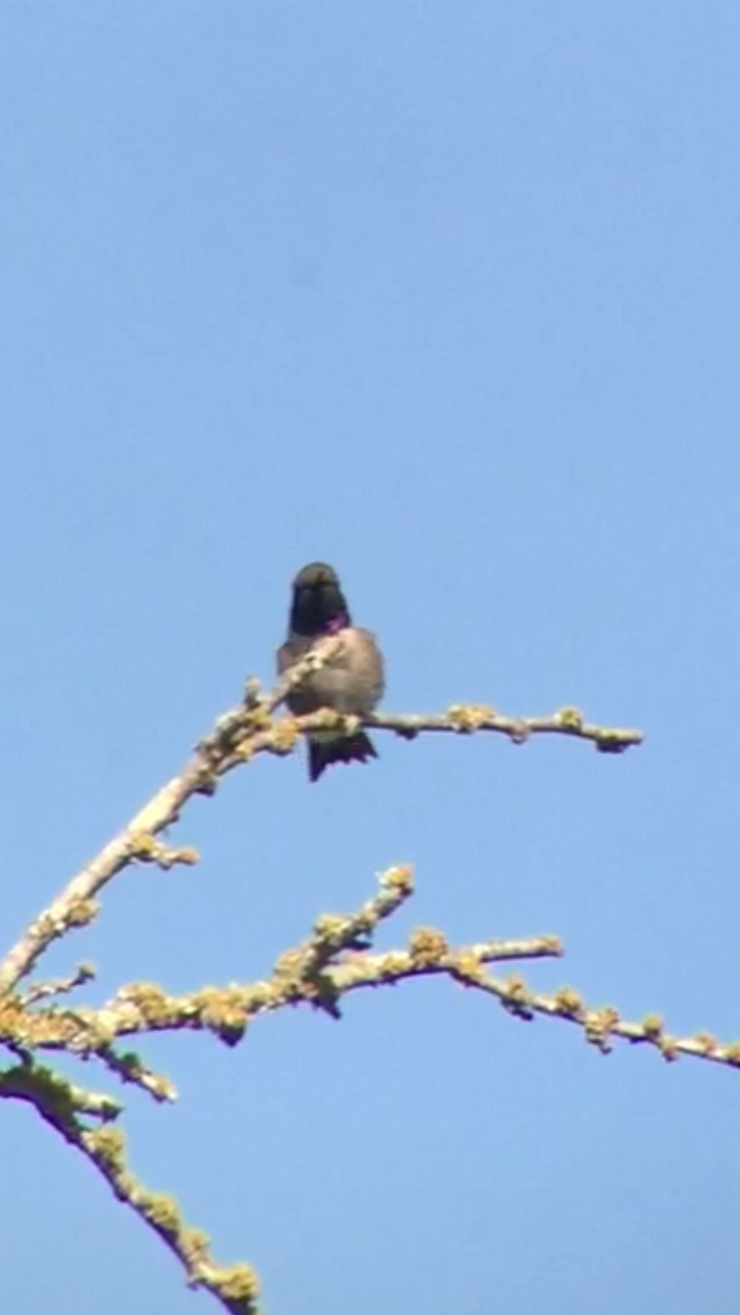 Black-chinned Hummingbird - John hale
