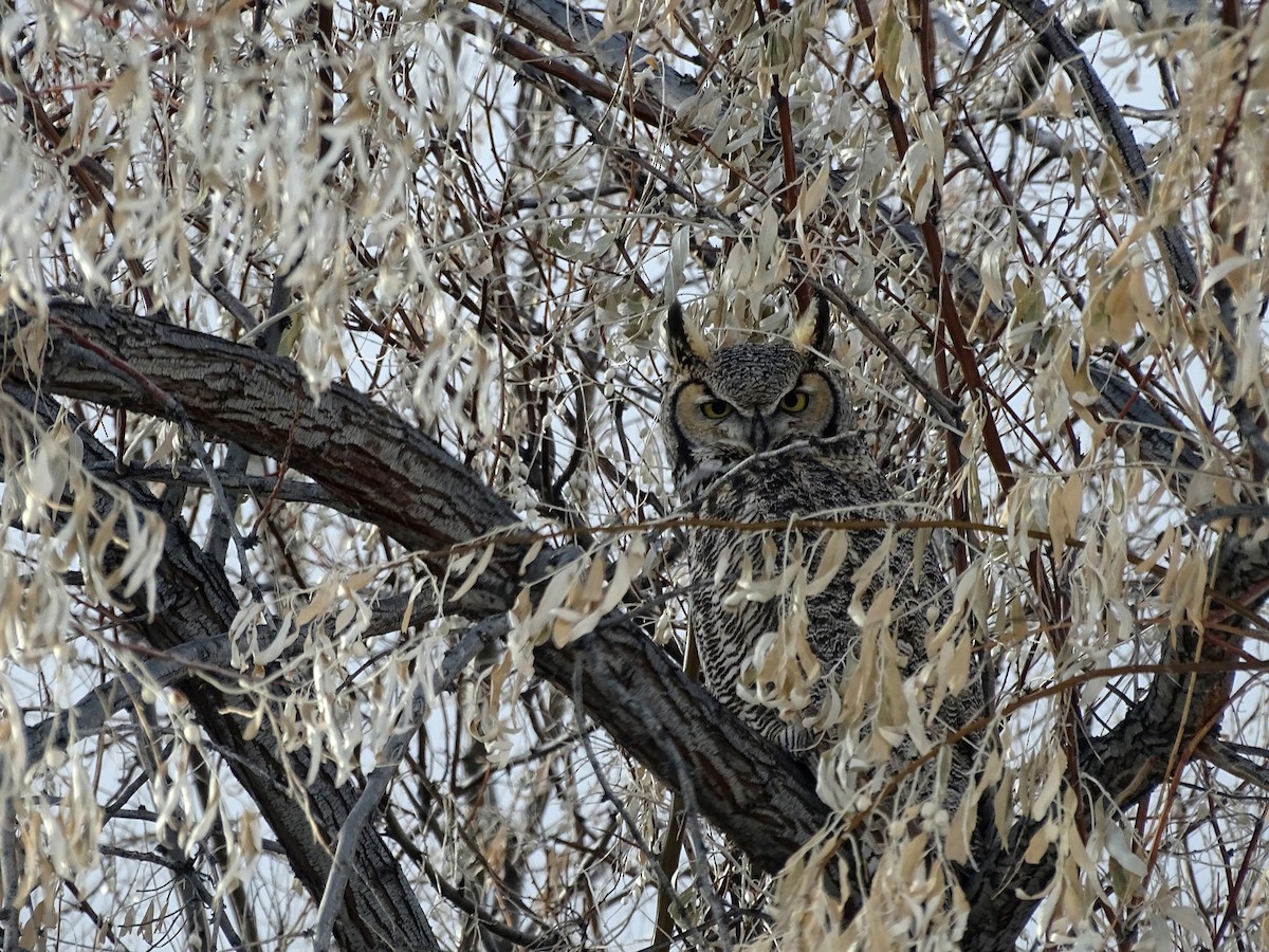 Great Horned Owl - ML96136791