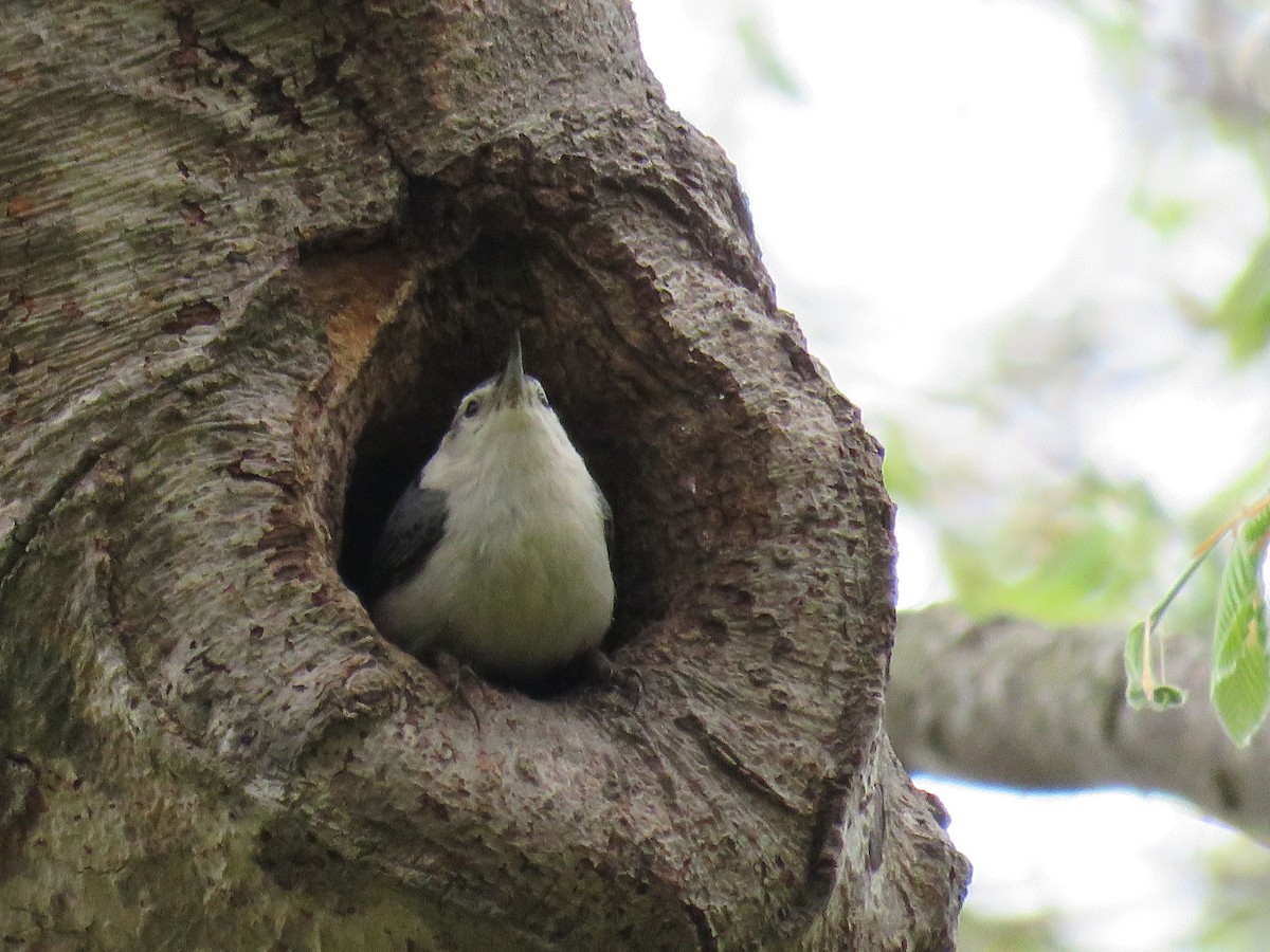 White-breasted Nuthatch - ML96136861