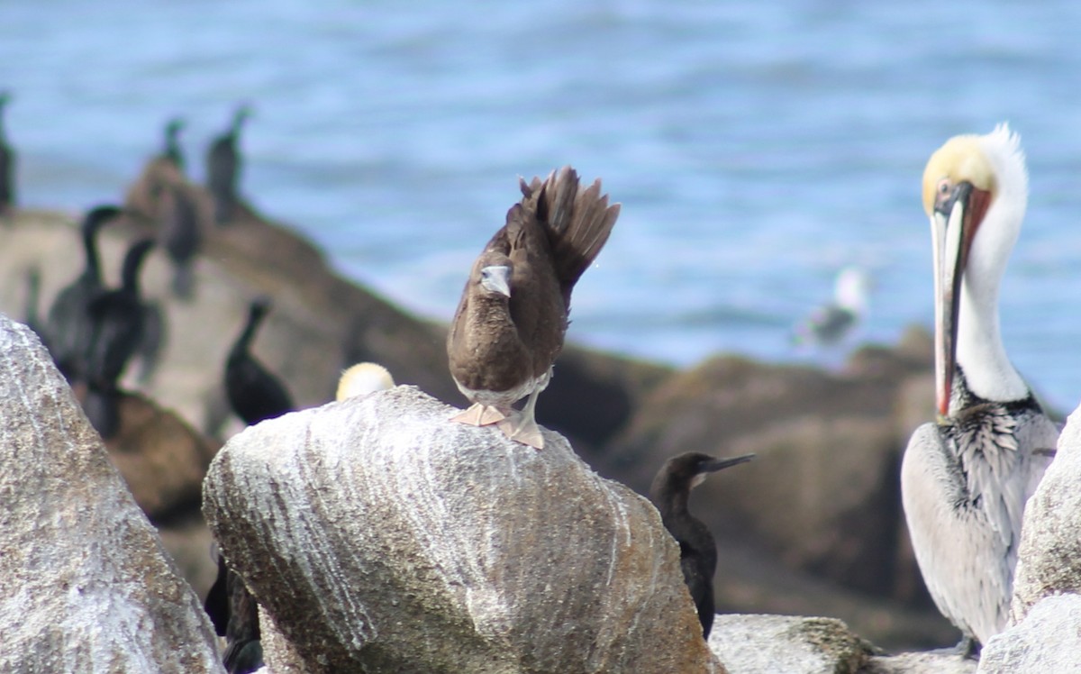 Brown Booby - ML96137131