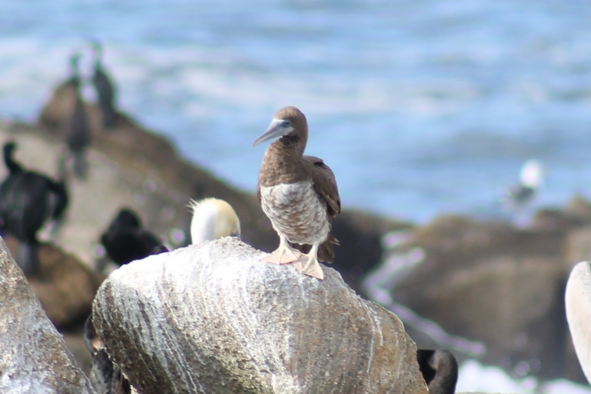 Brown Booby - ML96137191
