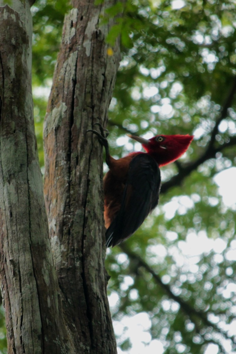 Red-necked Woodpecker - Suzanne Vargas