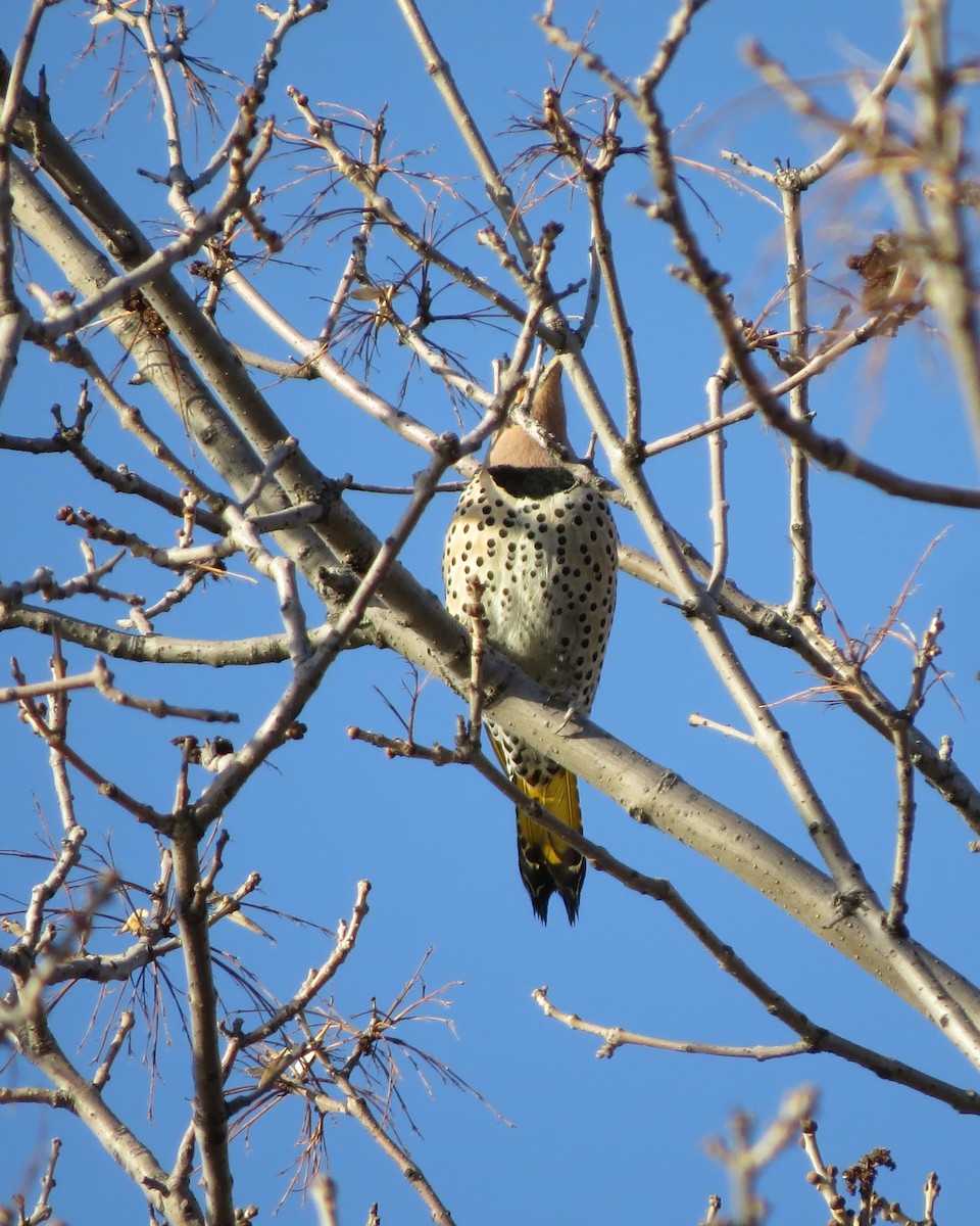 Northern Flicker (Yellow-shafted) - Tristan Lowery