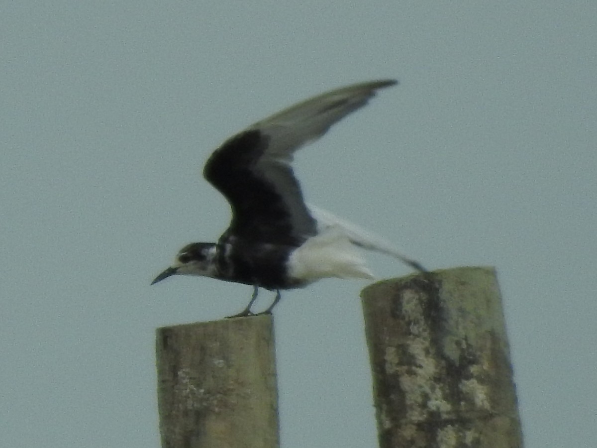 White-winged Tern - ML96139241
