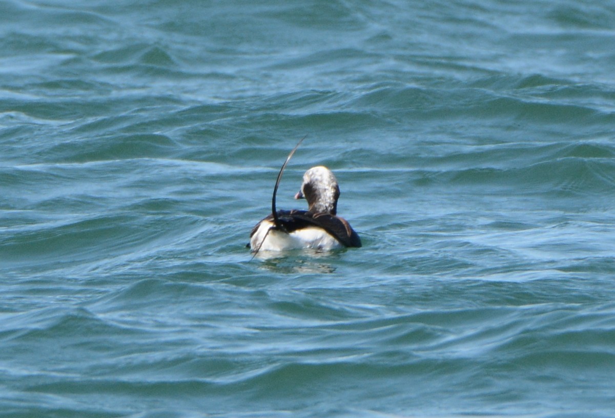 Long-tailed Duck - ML96141011