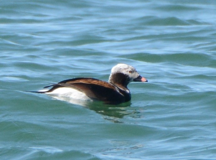 Long-tailed Duck - Carol Hamilton