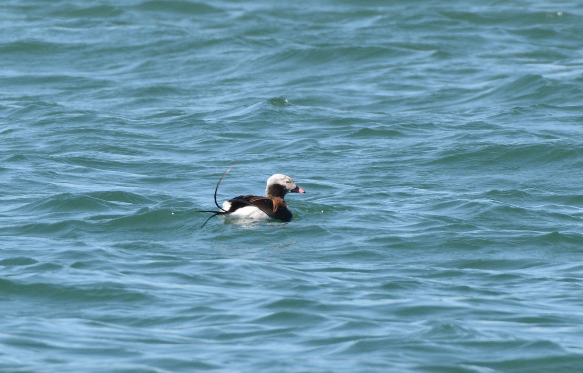 Long-tailed Duck - ML96141111