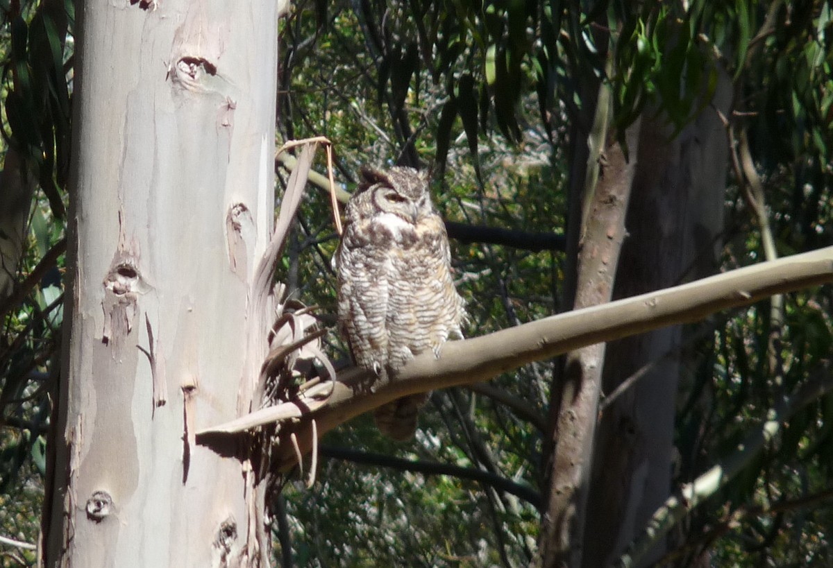 Great Horned Owl - ML96141151