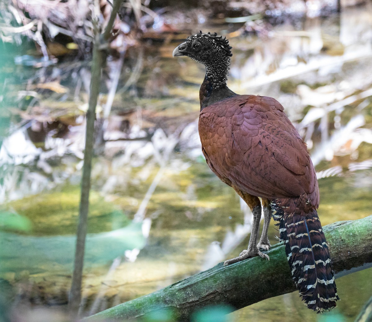 Great Curassow - Anonymous