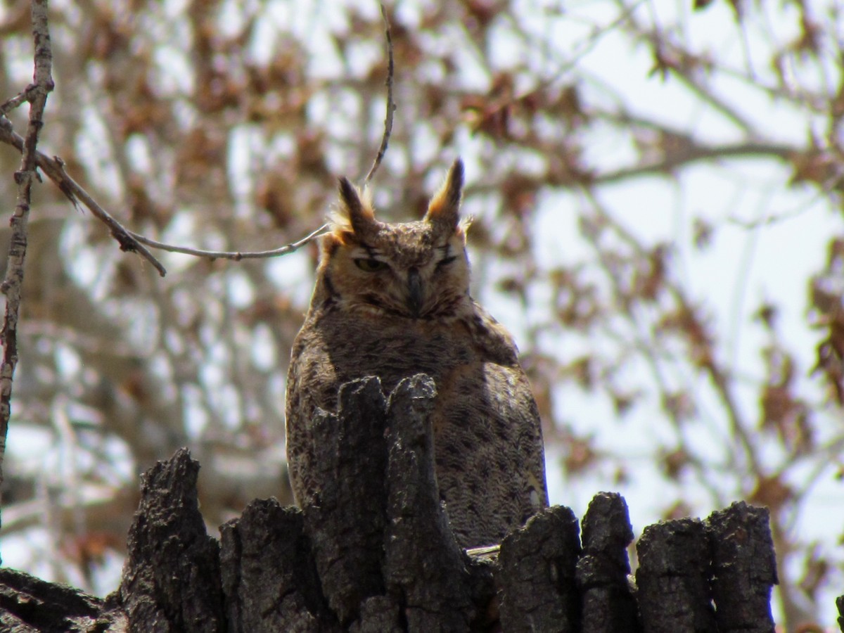 Great Horned Owl - Monday Birders