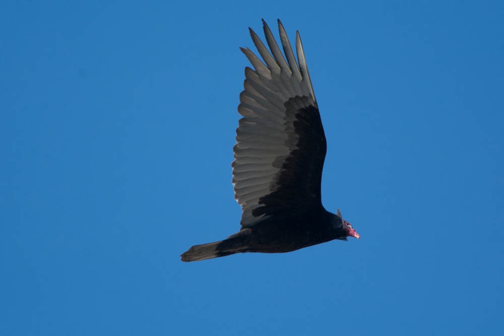 Turkey Vulture - Louis Lemay