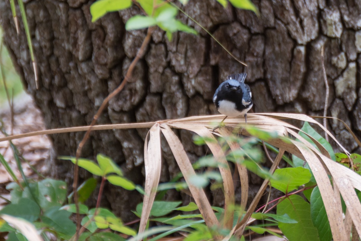 Black-throated Blue Warbler - Camille Merrell