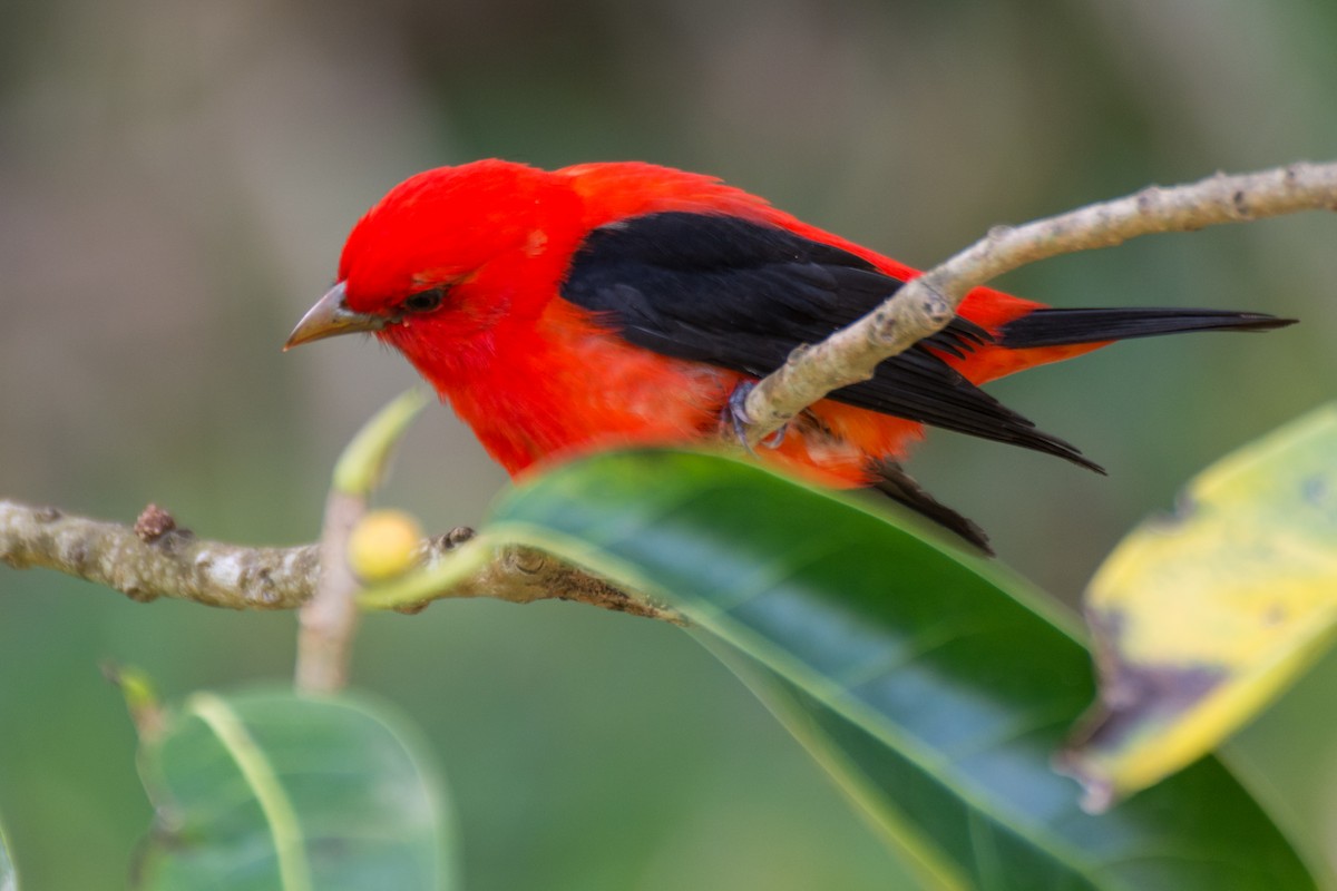Scarlet Tanager - ML96144891