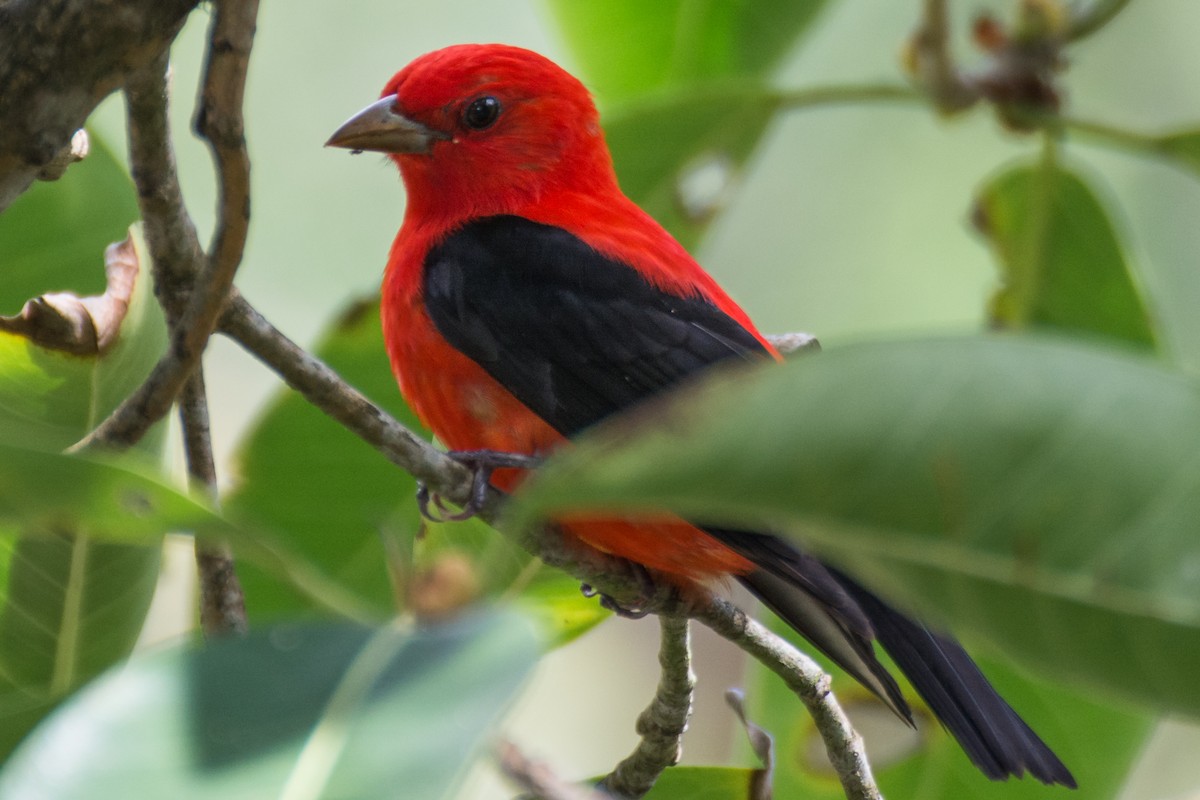 Scarlet Tanager - ML96145971