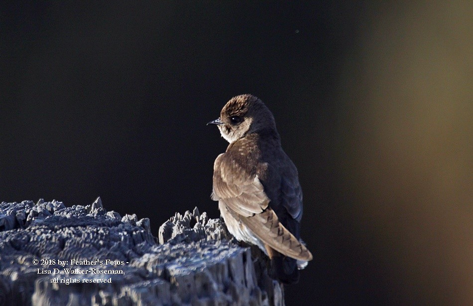 Northern Rough-winged Swallow - ML96146031