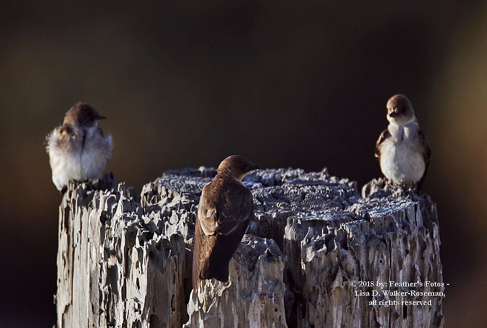 Northern Rough-winged Swallow - ML96146041
