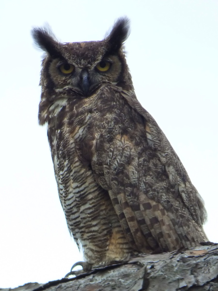 Great Horned Owl - ML96146891