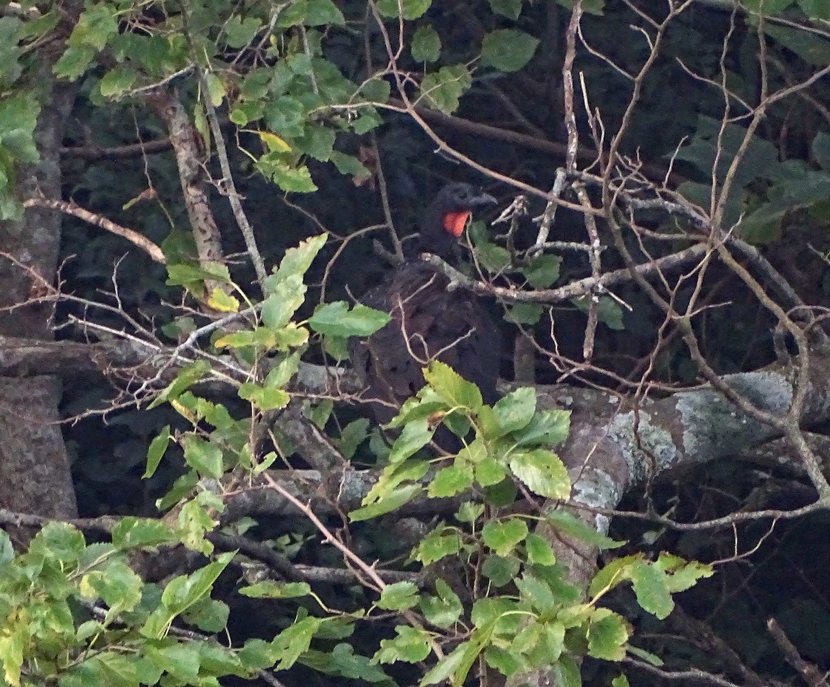 Dusky-legged Guan - Club de Observadores de Aves Reserva Ecológica Costanera Norte
