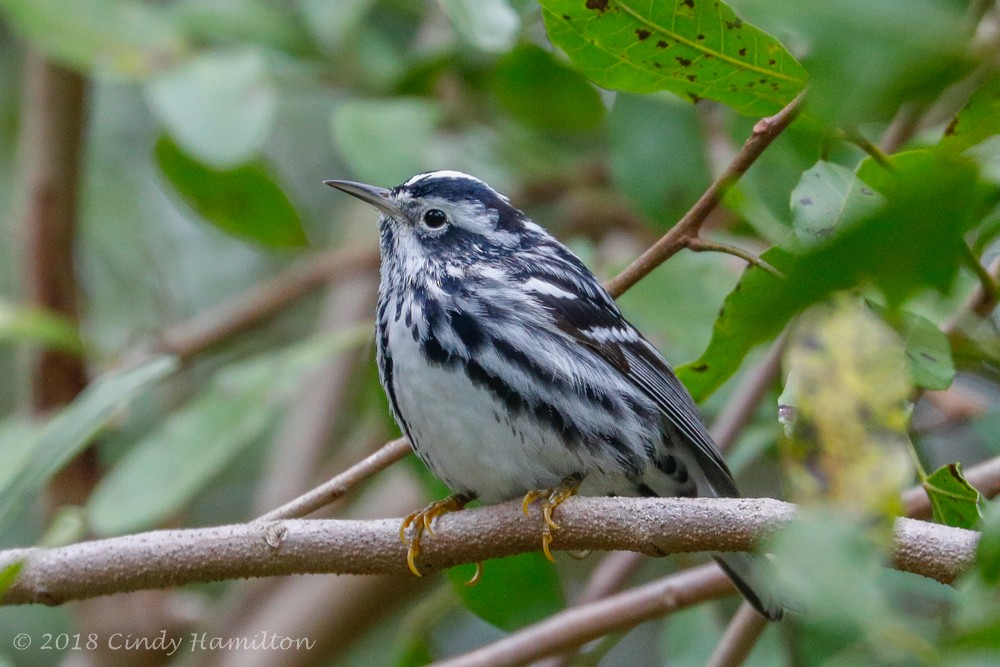Black-and-white Warbler - ML96156431