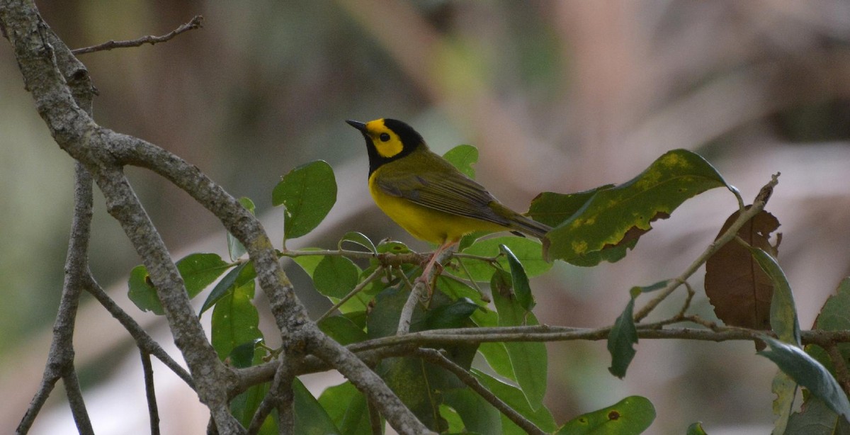Hooded Warbler - James Armstrong