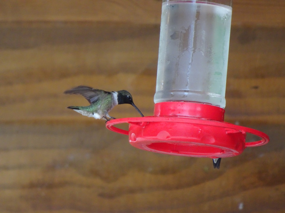 Black-chinned Hummingbird - Farokh Jamalyaria