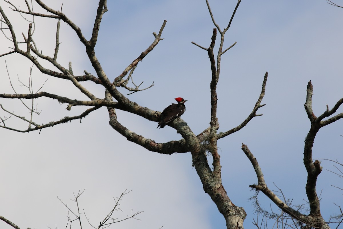 Pileated Woodpecker - Rhett Harper