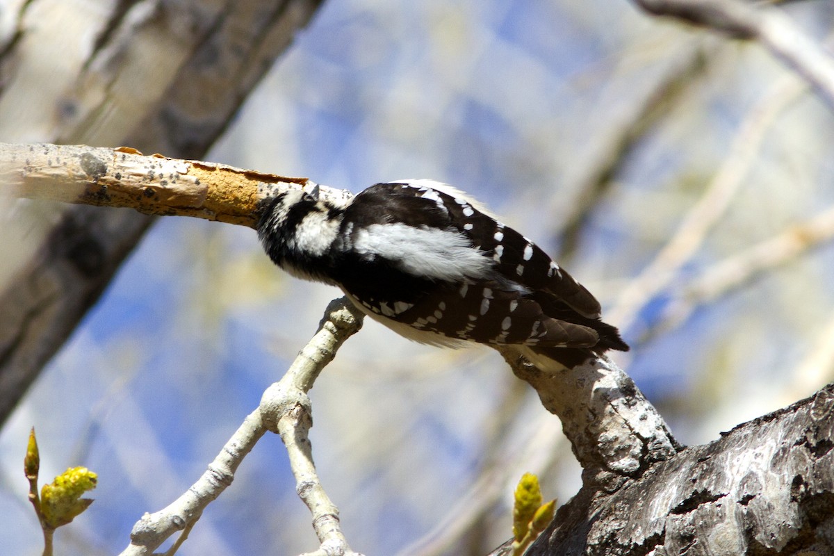 Downy Woodpecker (Rocky Mts.) - Richard Bunn