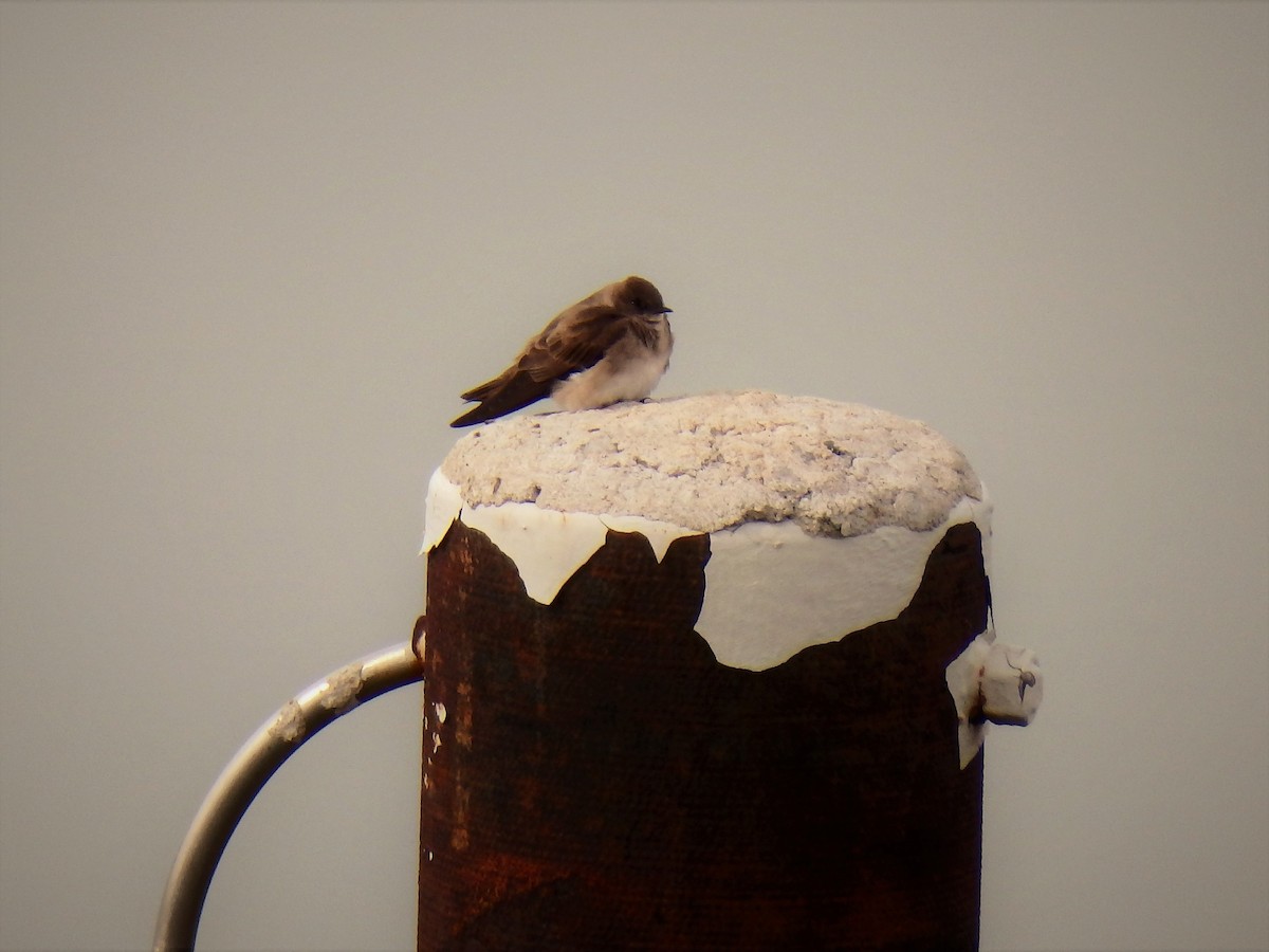 Northern Rough-winged Swallow - Amy Lyyski