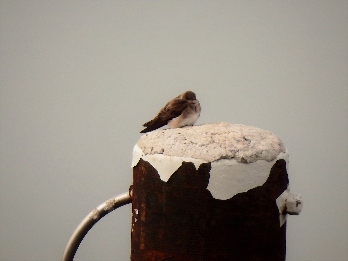 Northern Rough-winged Swallow - ML96164111