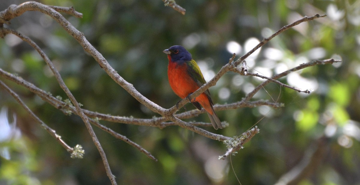 Painted Bunting - James Armstrong
