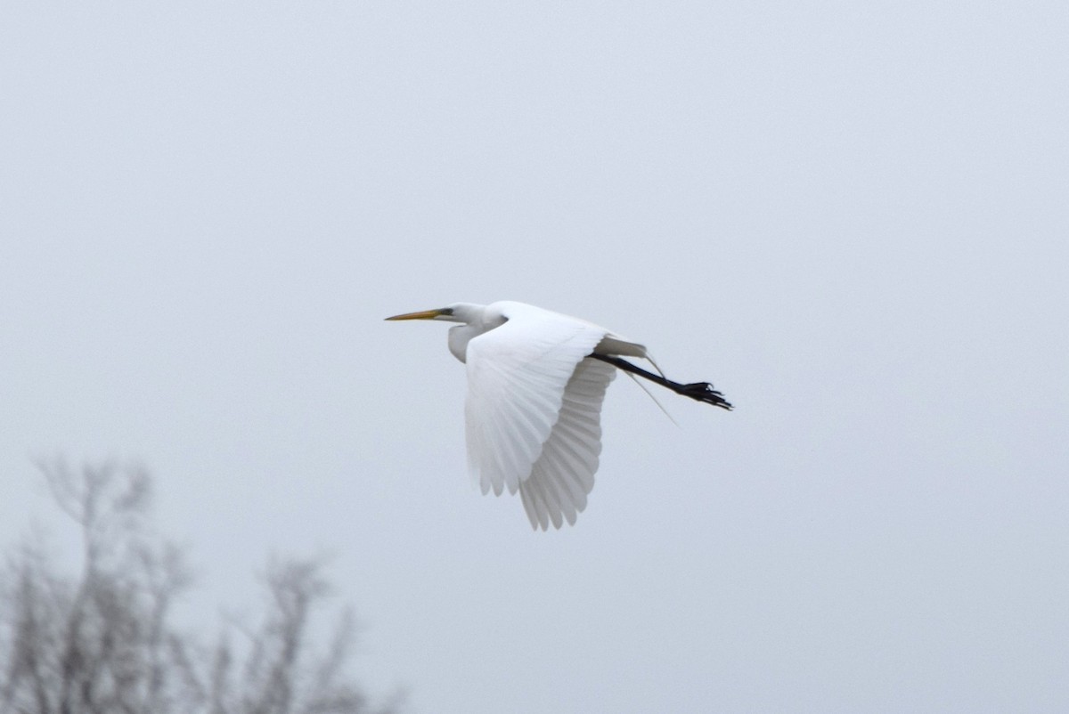 Great Egret - irina shulgina