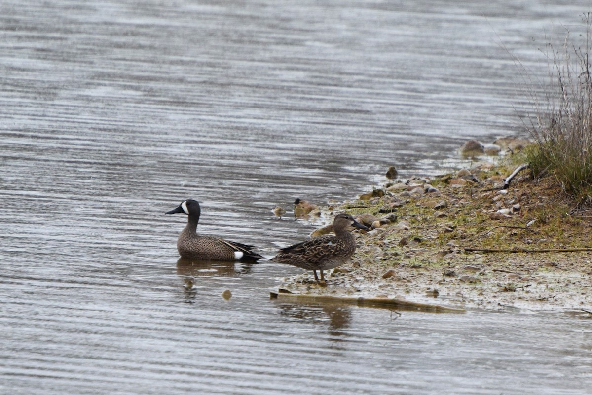 Blue-winged Teal - ML96165741