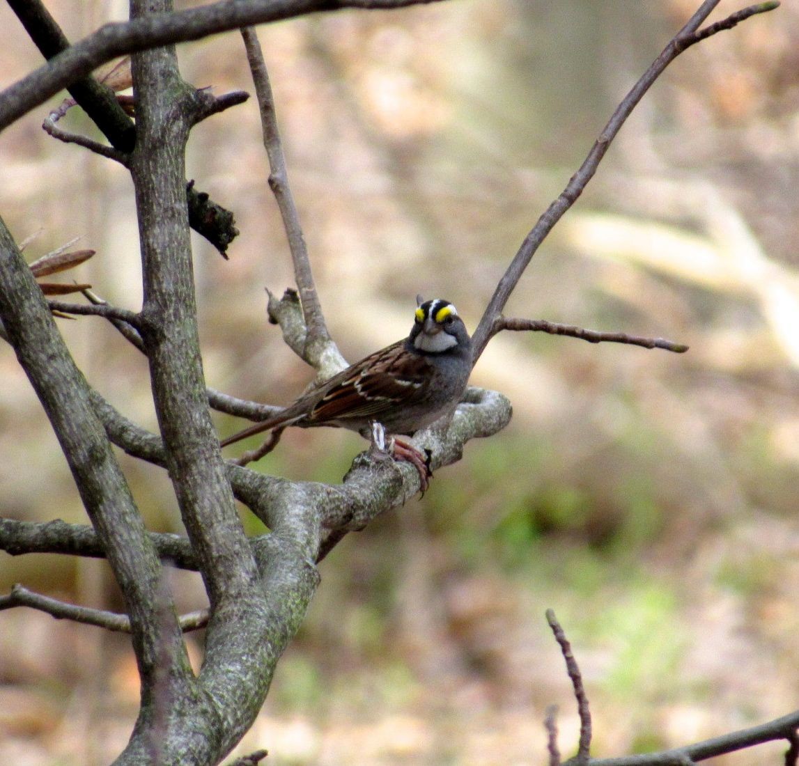 White-throated Sparrow - Kisa Weeman