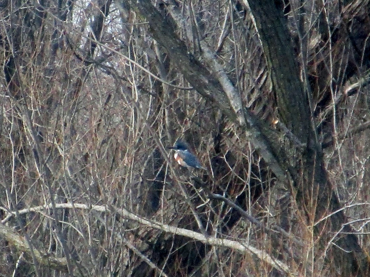 Belted Kingfisher - ML96171551