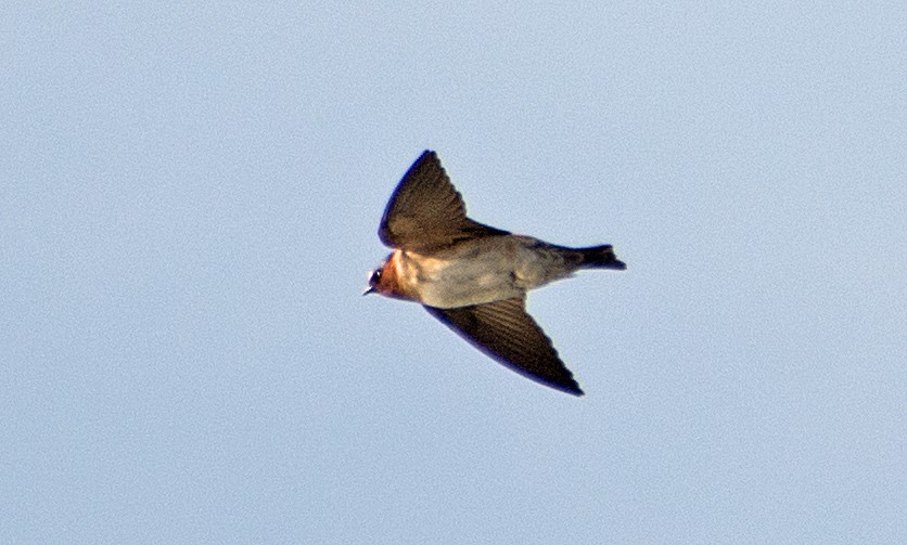 Cliff Swallow - Dale Pate